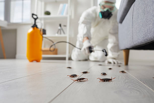Commercial Kitchen Cockroach Control in Owens Cross Roads